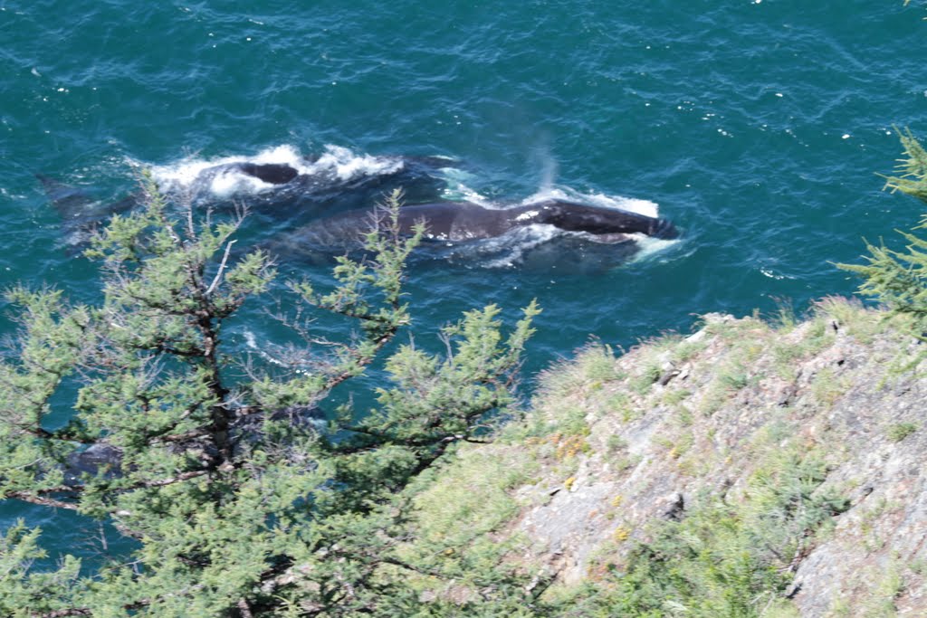 Киты в проливе Лингольма/Whales in Lingolm strait, Тугур