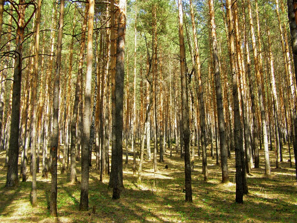 лес, Трехгорный