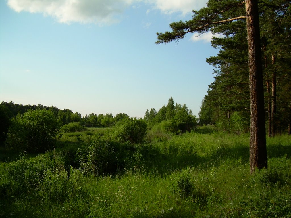Forest near Miass, Миасс