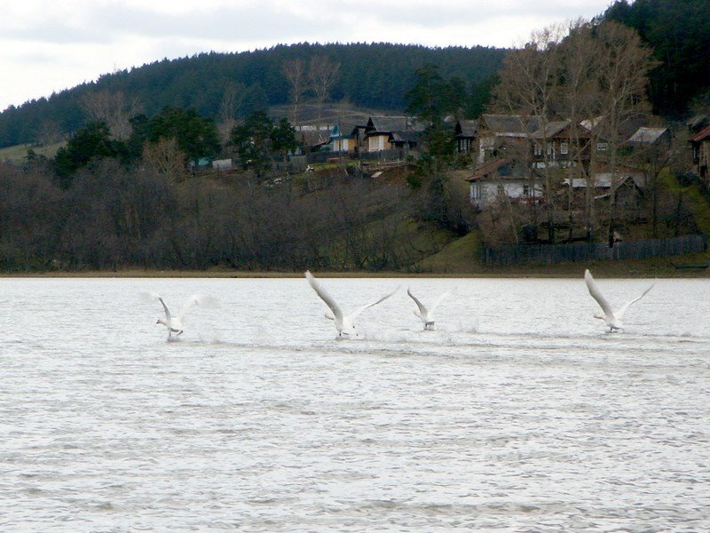 Лебеди на пруду, Усть-Катав