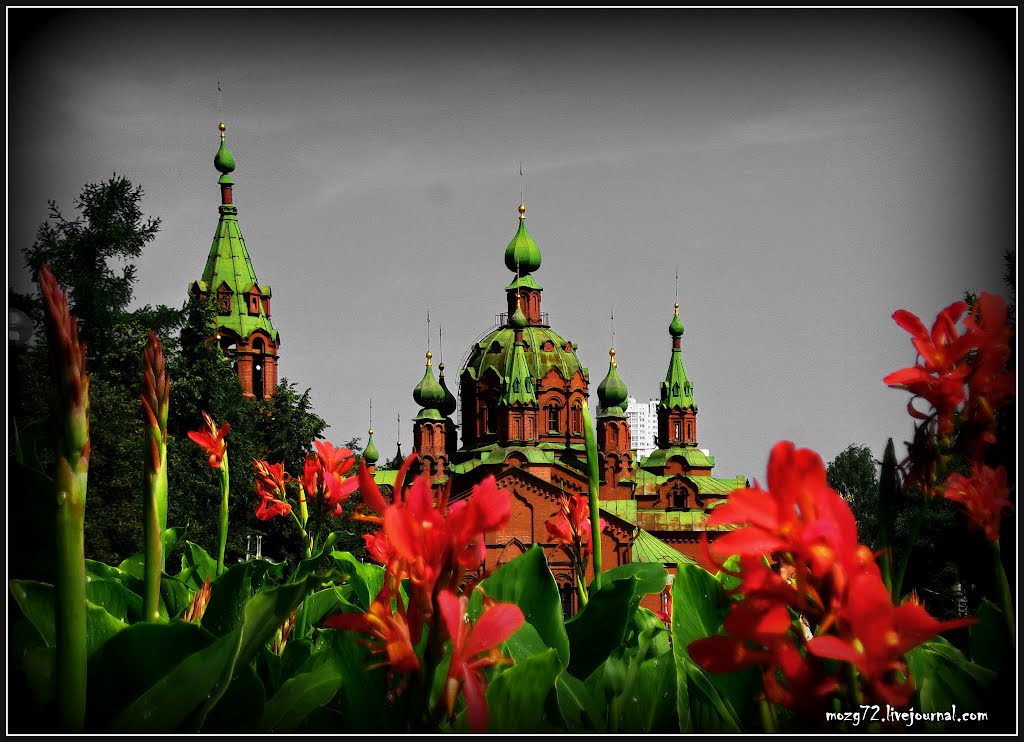 ...Алые Цветы Алого Поля/Scarlet Flowers of  Scarlet Field, Челябинск