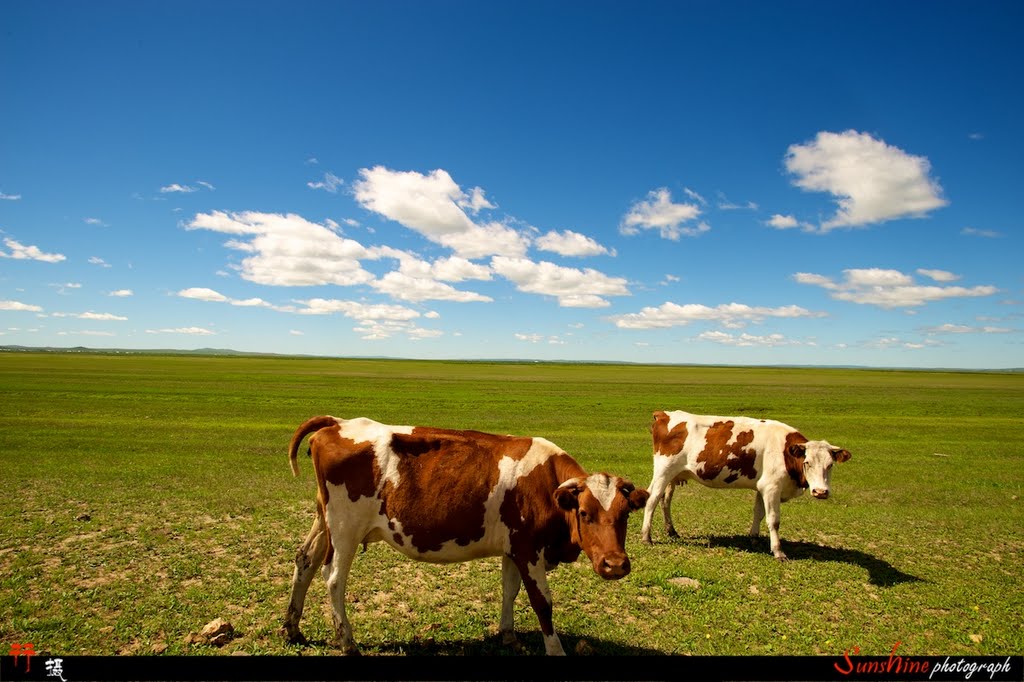 Cows and blue sky, Калга