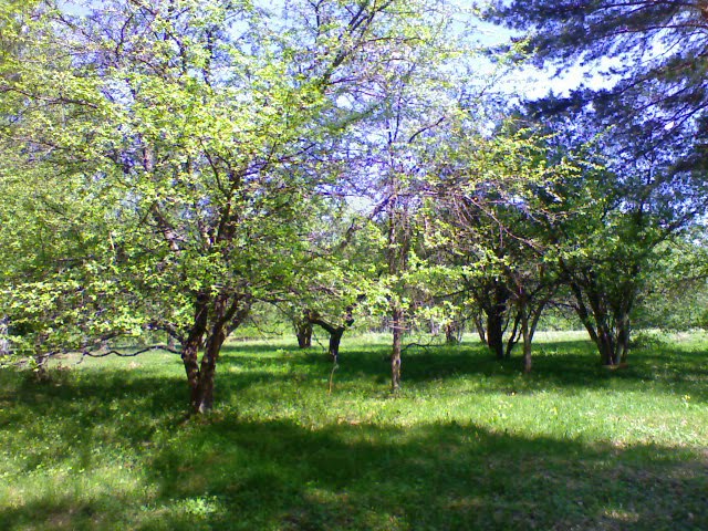 Васильевский сад, Киря