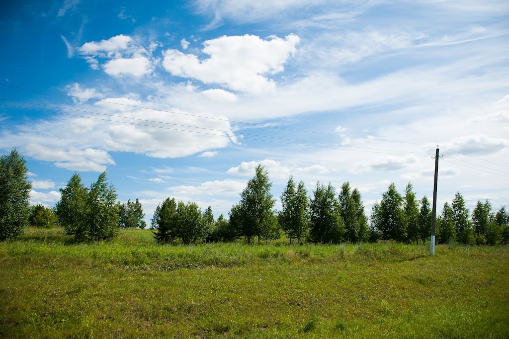 Birches near the road, Комсомольское