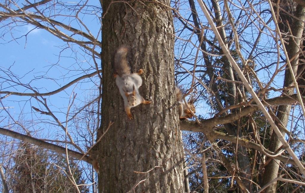 Squirrels (Белки), Кугеси