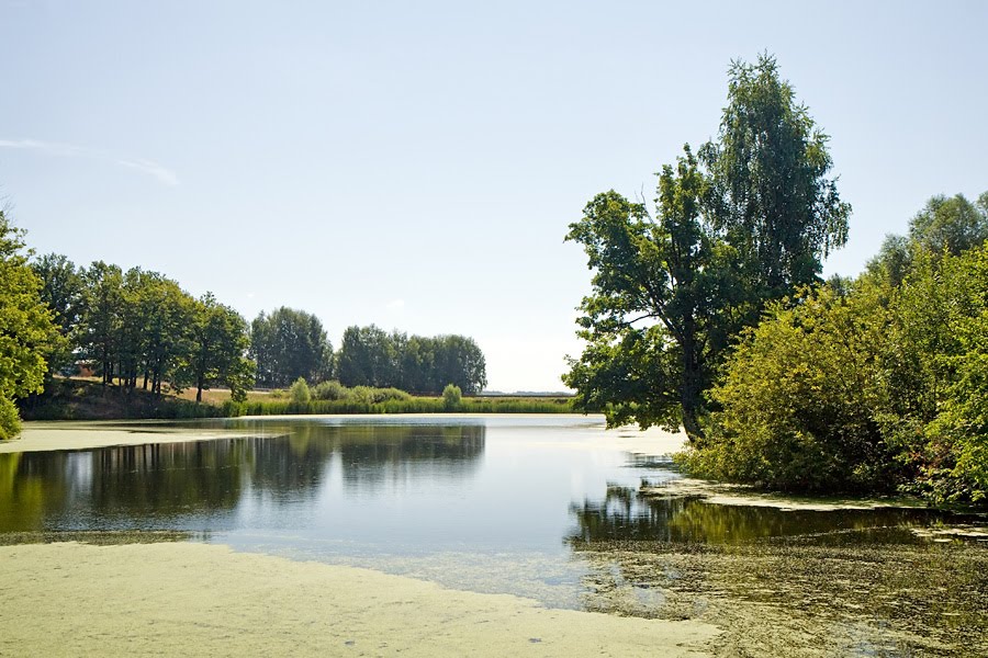 Pond, Кугеси
