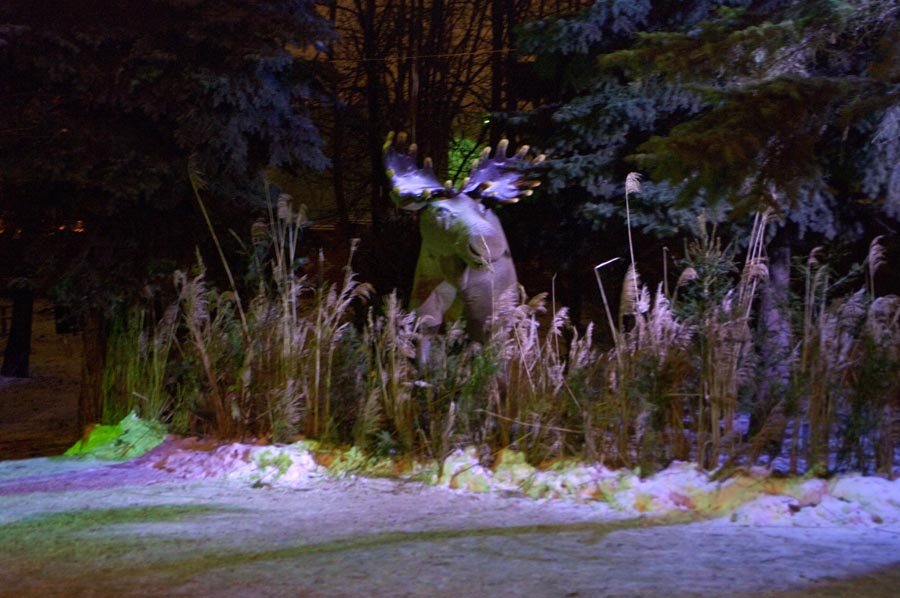 Лось "скрывается" в кустах / The elk "disappears" in bushes (30/12/2008), Чебоксары