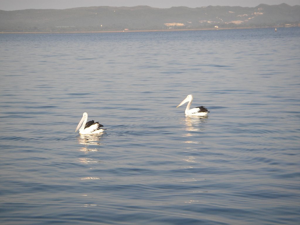 Pelicans at Princess Royal Harbour, Олбани