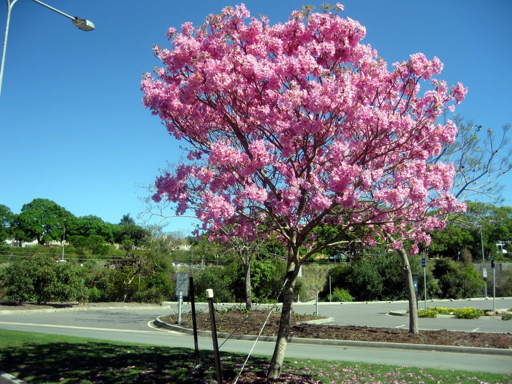 The begining of Spring, in Brisbaneآغاز بهار در بریزبین, Брисбен
