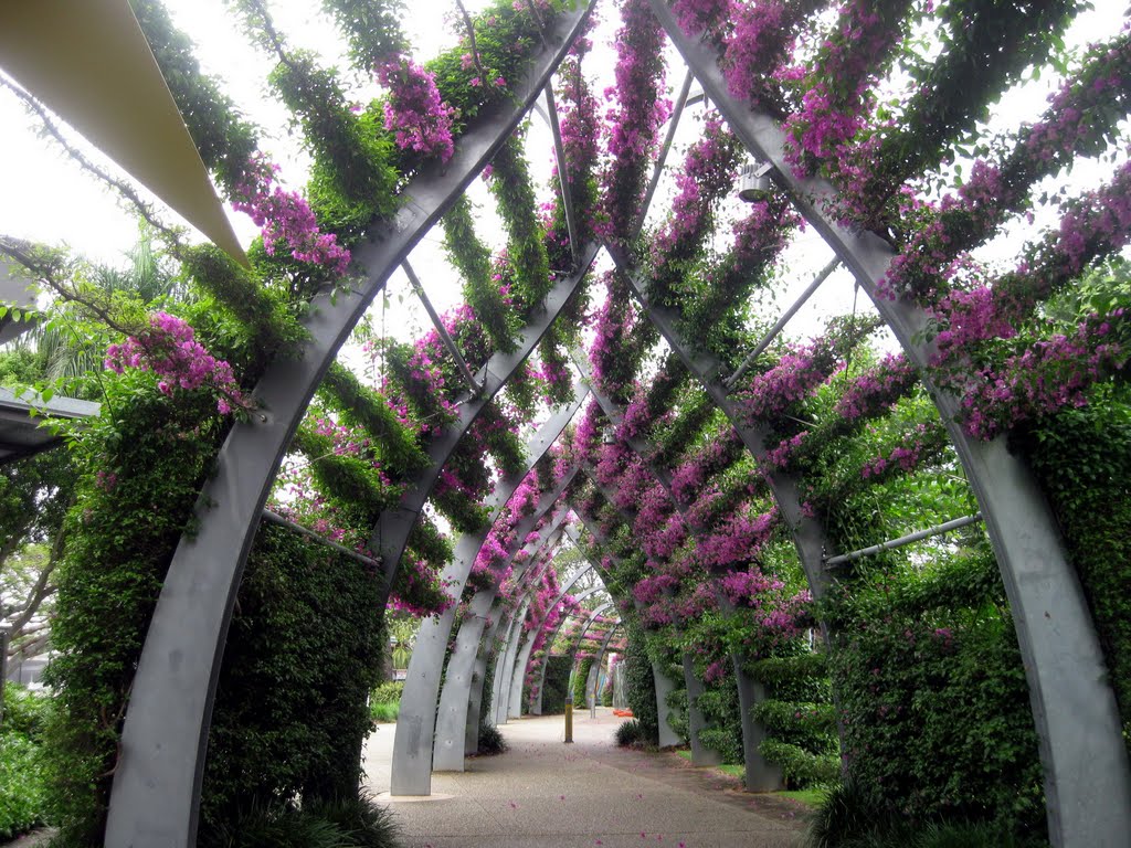 Walkway alongside Brisbane River, surrounded by flowers   دالانی از گل در مسیر رودخانه بریزبین, Брисбен