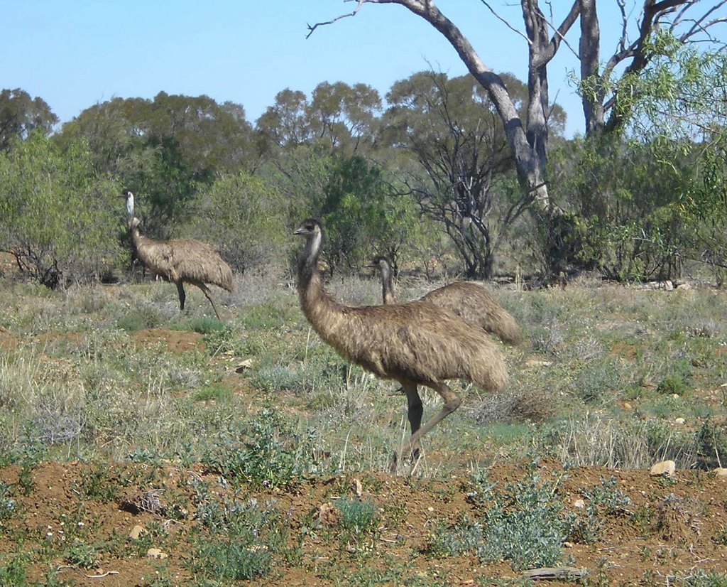 Emus near Aramac, Бундаберг