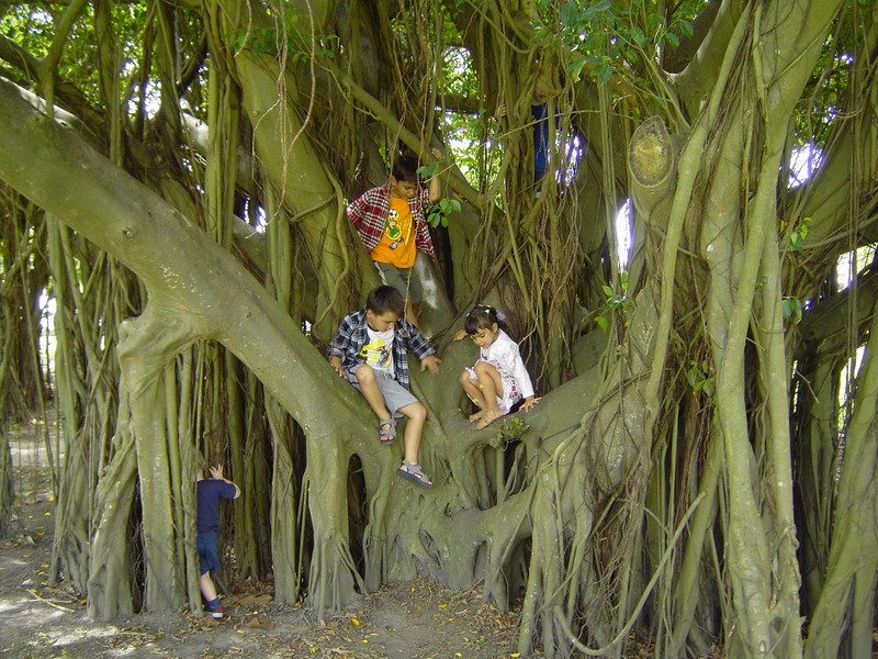 Tree, Cairns, Australia, Каирнс