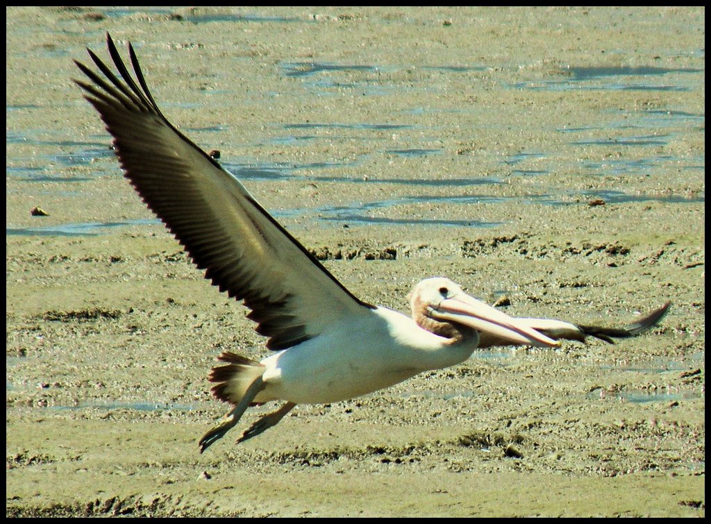 Pelican landing ....© by leo1383, Каирнс