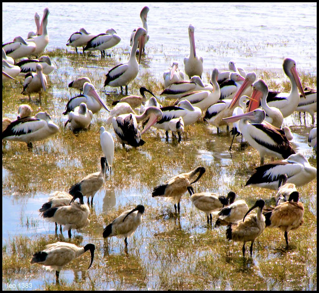 Australian Ibis,Pellicans and Egrettes in Cairns lagoon..© by leo1383, Каирнс
