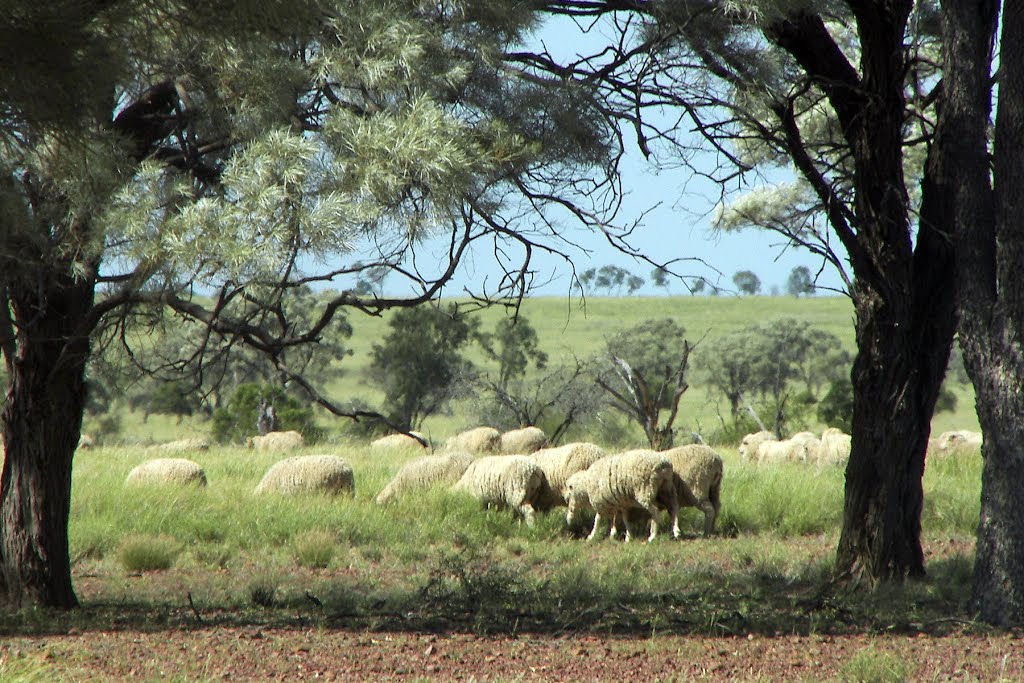Outback Merino Sheep, Калундра