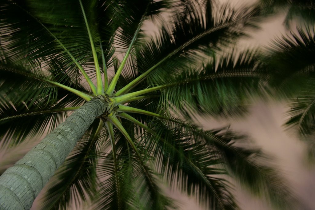 Palm Tree on the Strand, Таунсвилл
