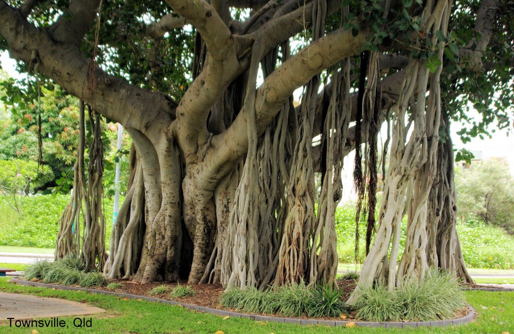 Townsville Tree, Таунсвилл