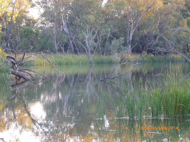 Nyngan - Bogan River about 1.8 km Upstream from the Weir - 2014-01-16, Албури