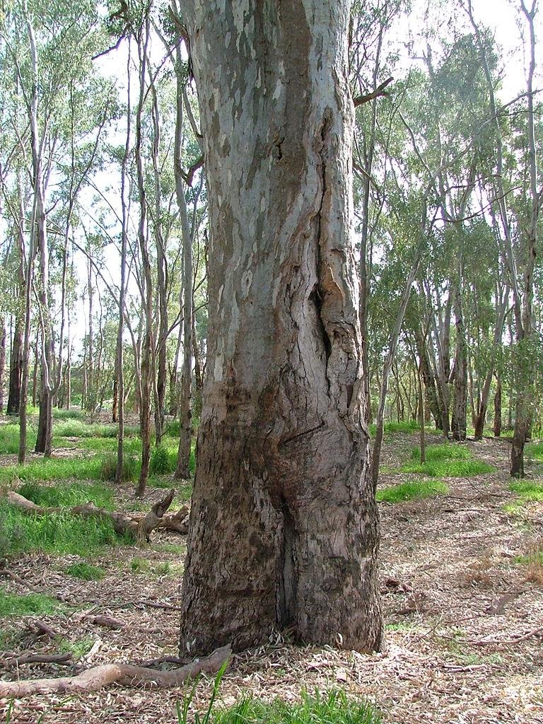Scar tree (river red gum) on the banks of the Murrumbidgee River, Wagga Wagga NSW, Вагга-Вагга