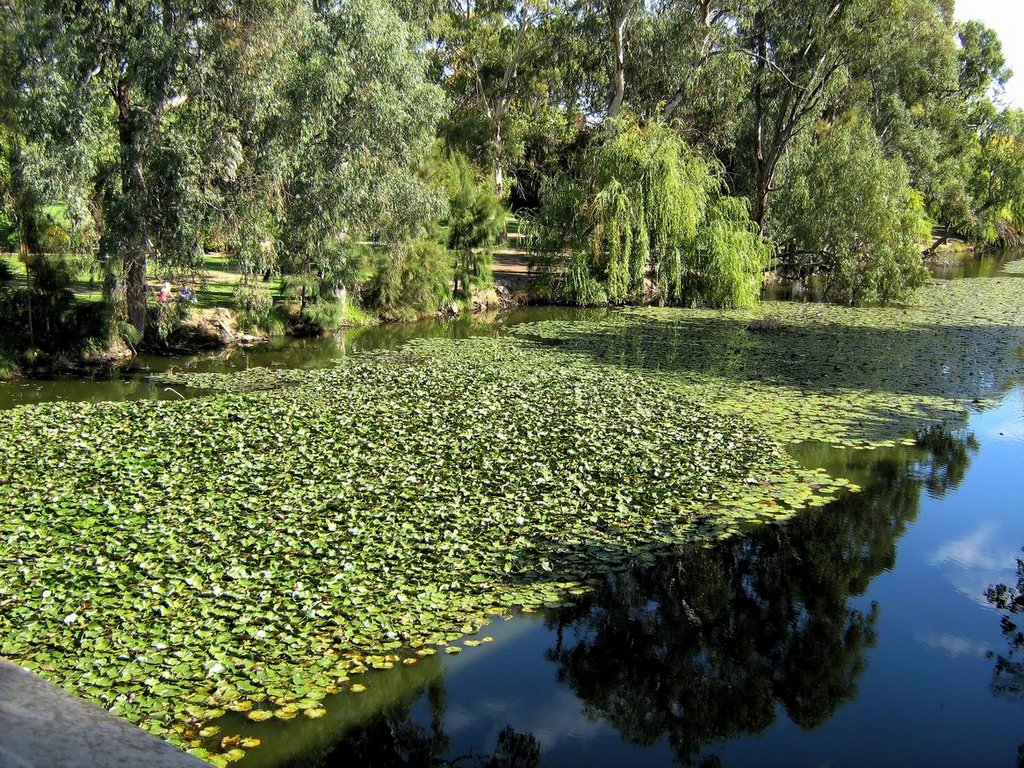 lily pond, Вагга-Вагга