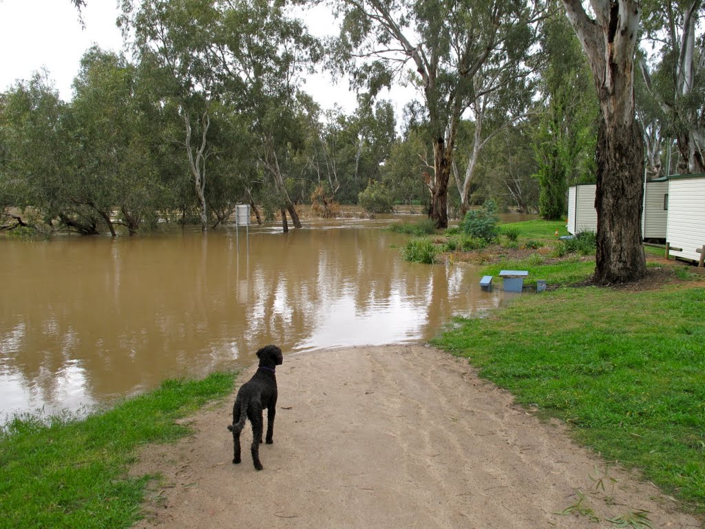 "Where did my path go?" Wagga Wagga Floods, Вагга-Вагга