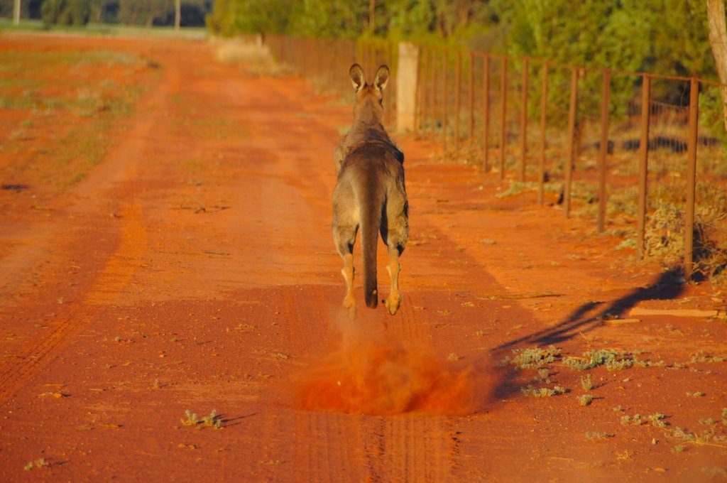 Roo on the run..., Гоулбурн
