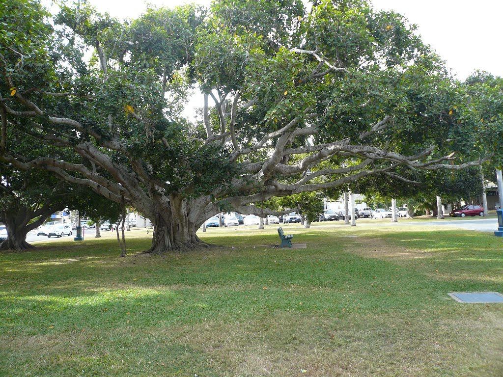 A mighty tree;, Лисмор