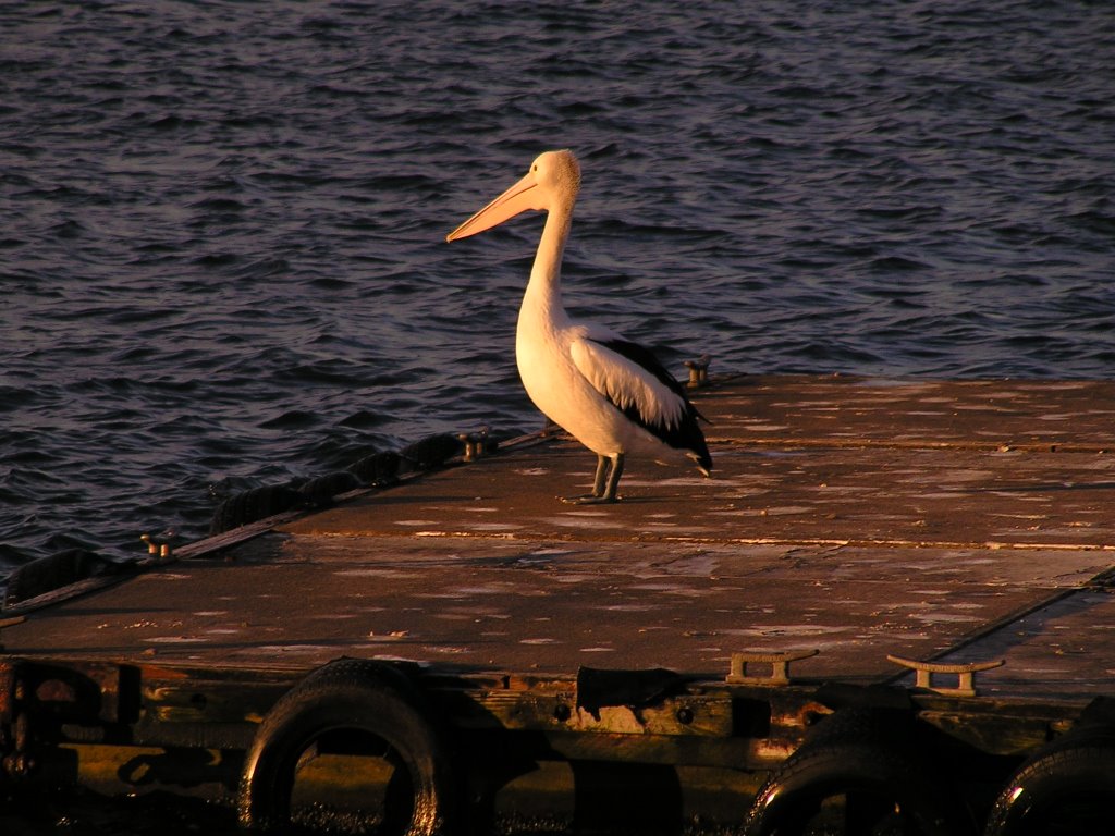 Pelican near Newcastle Ferry Wharf, Ньюкастл