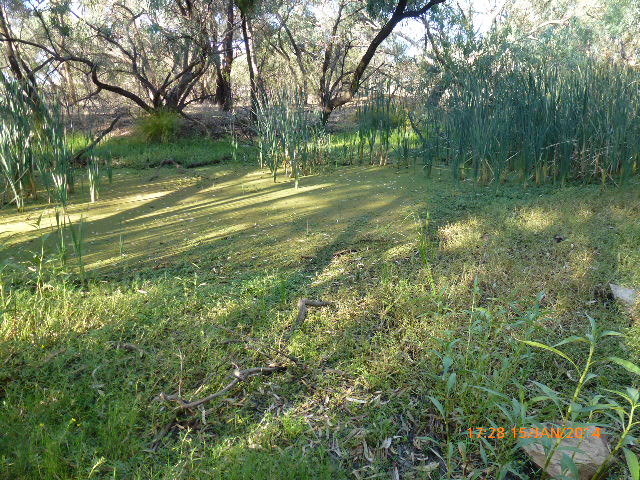 Nyngan - Swampy area near the Weir - 2014-01-15, Оранж