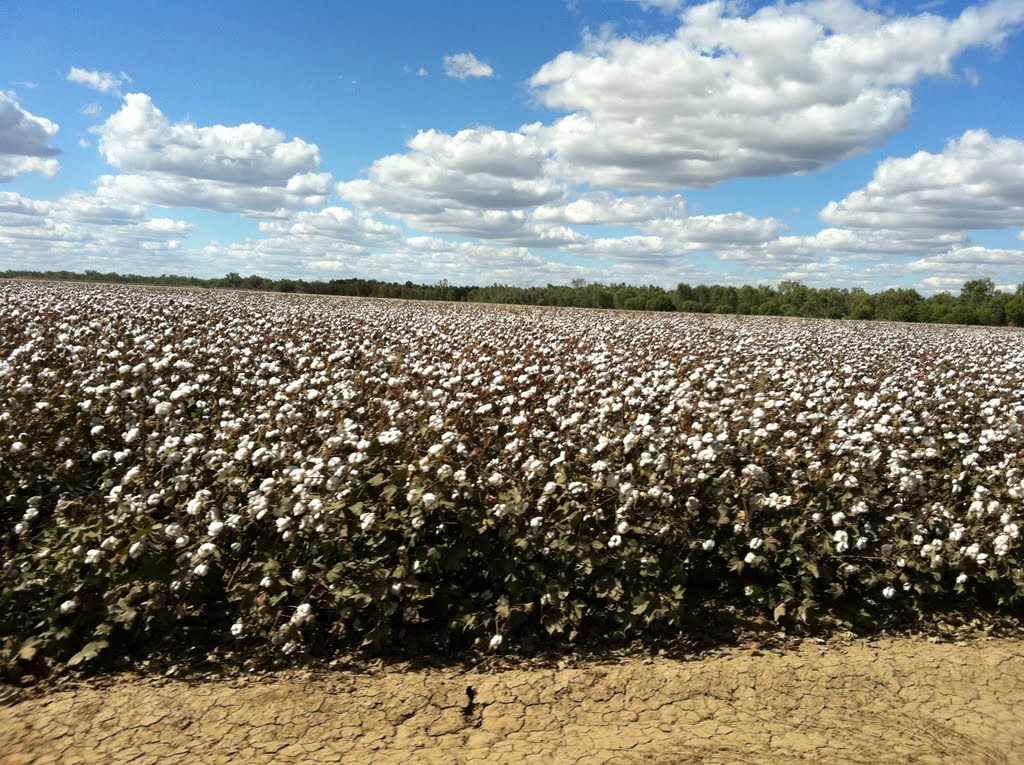 Cotton Field at  Warren by Dr Muhammad J Siddiqi State Water Corp, Оранж