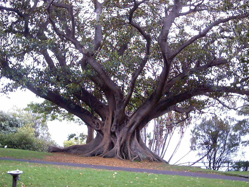 Australia - Sydney - An old tree near Opera House, Сидней