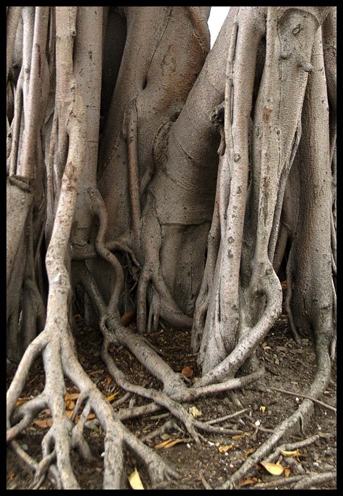 Rosina lamberti-trees 2004, Сидней