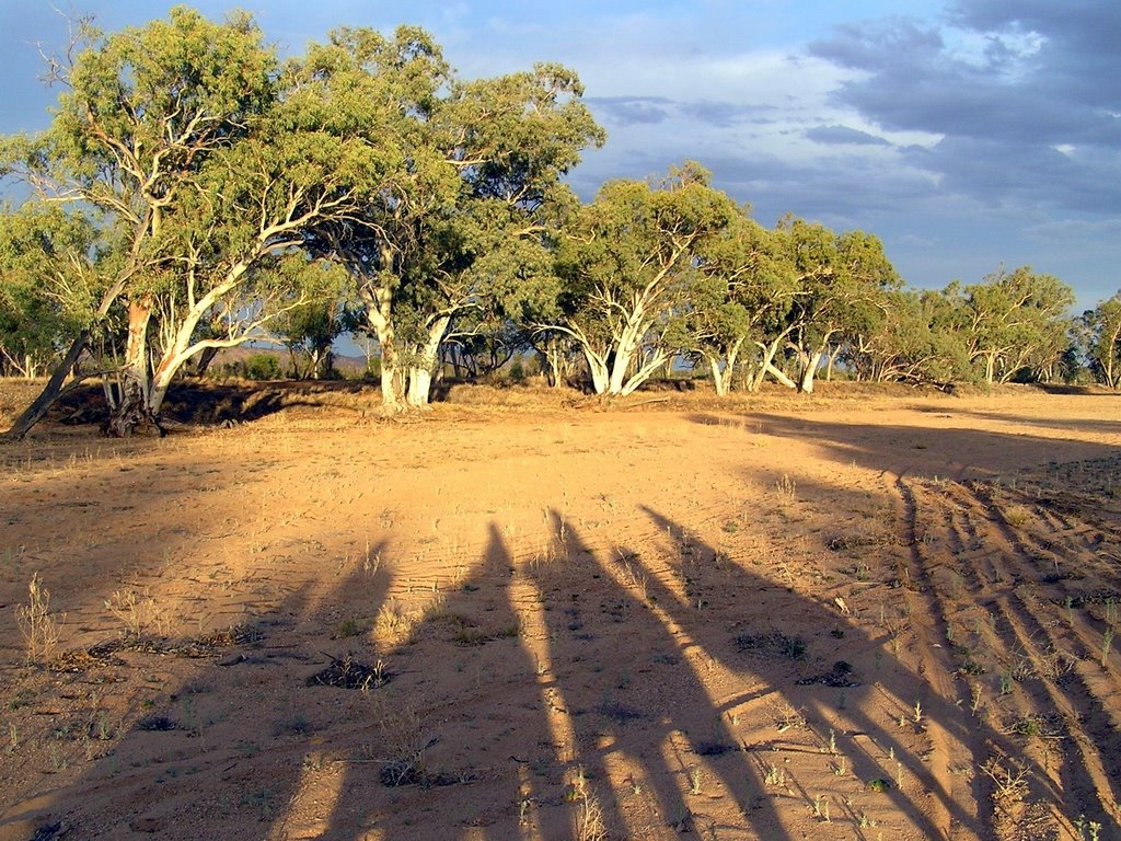 Alice Springs camels, Алис Спрингс