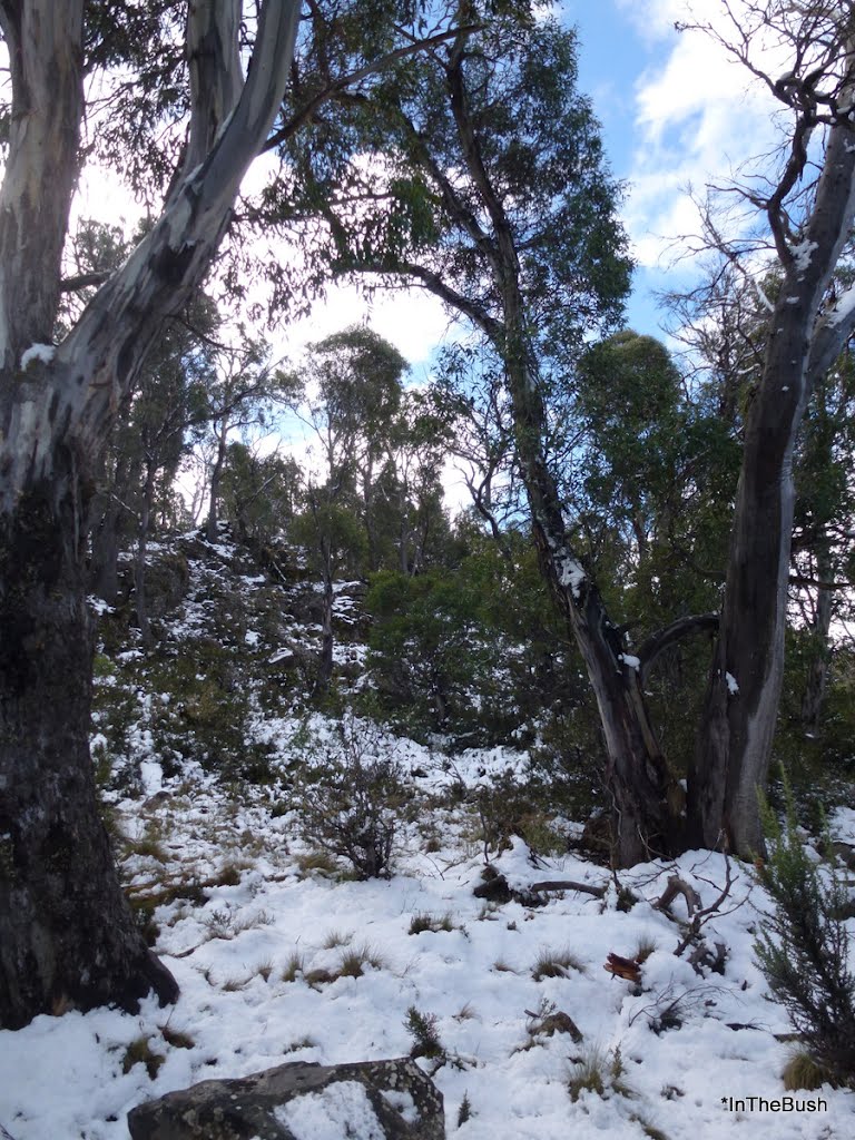 Snowy day near Little Pine Lagoon, Tasmania, Лаункестон