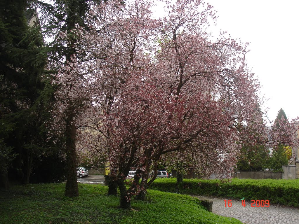Plum Tree in Arlon Campus, Арлон