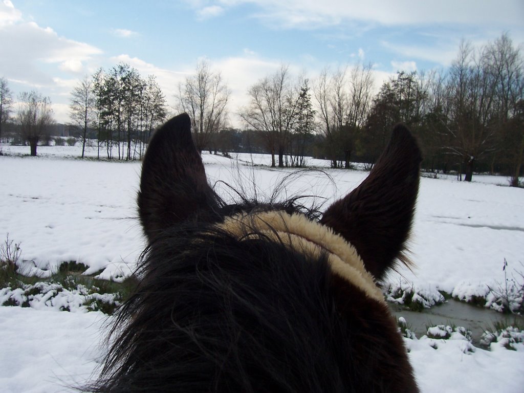 field in winter, Алост