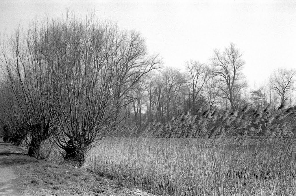Reeds at the Damvalleimeer, Алост