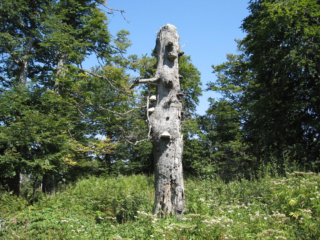 Lonely tree, Михайловград