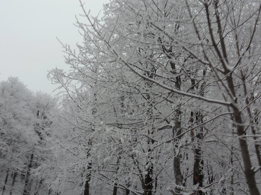 Снежно бели, Михайловград