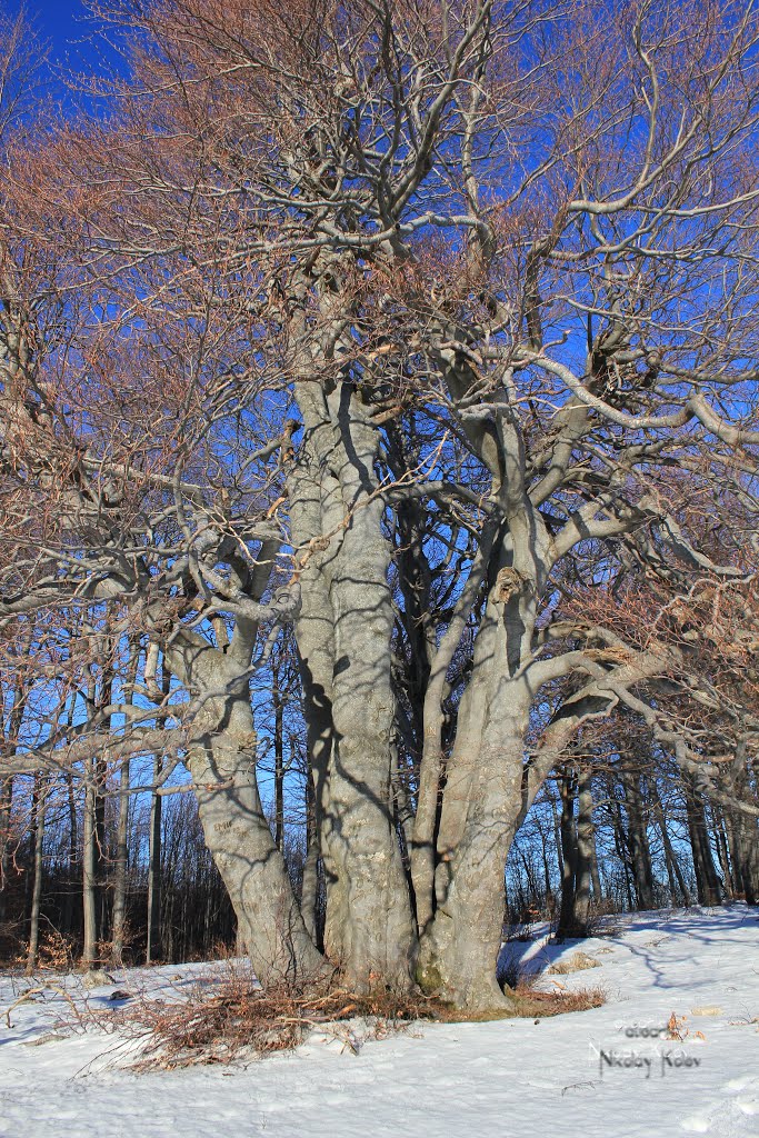 Old beech-tree in Uzana, Михайловград