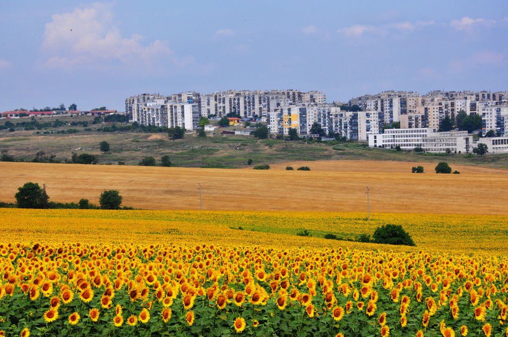 Un câmp cu floarea-soarelui la marginea orașului Razgrad, Разград