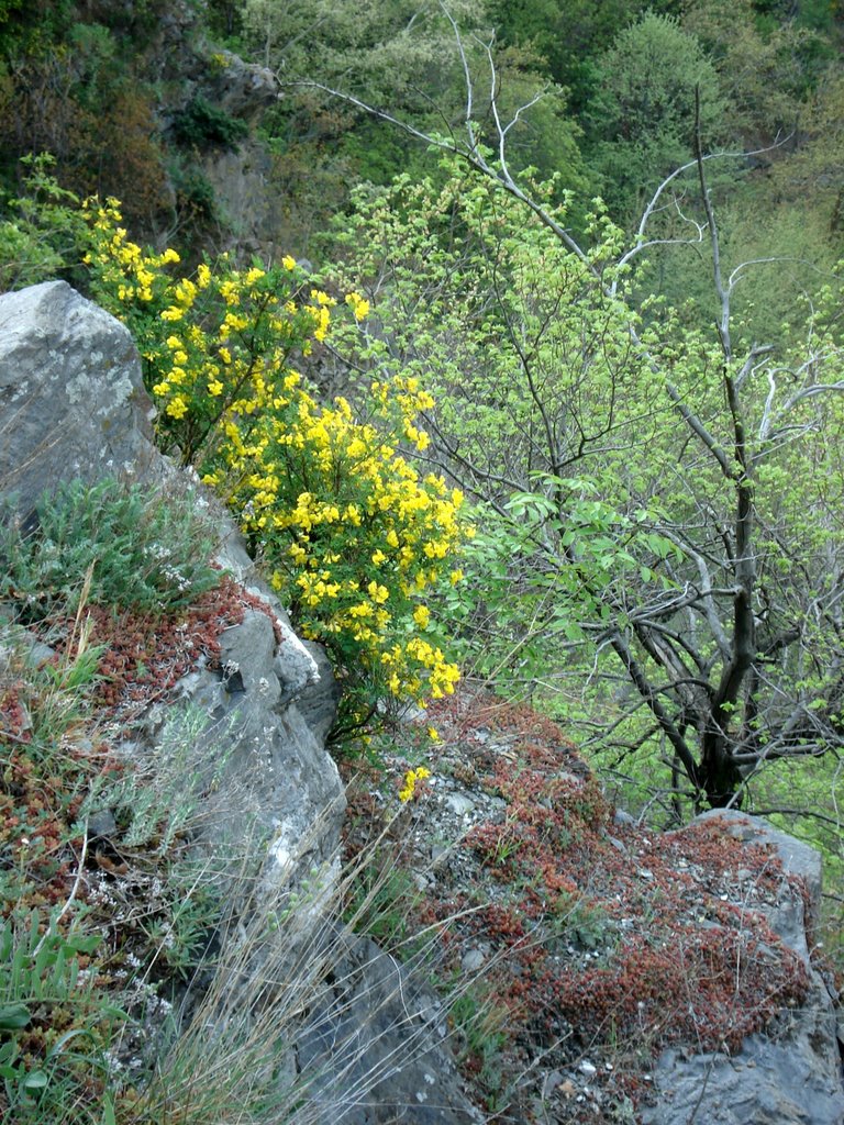 Spring, Асеновград