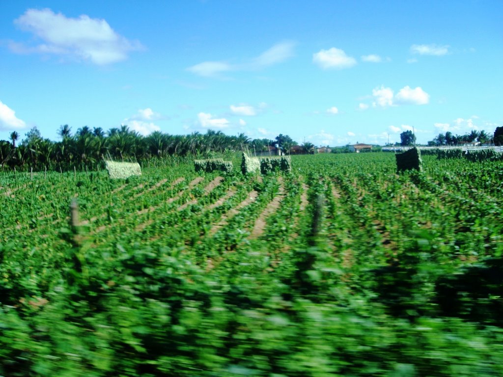 Plantação de FUMO em Arapiraca, Арапирака