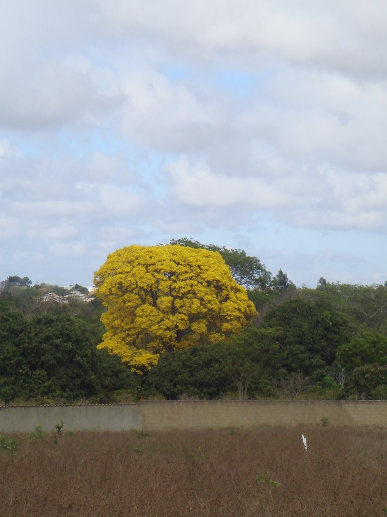 Ipê Amarelo do Piripiri., Виториа-да-Конкиста