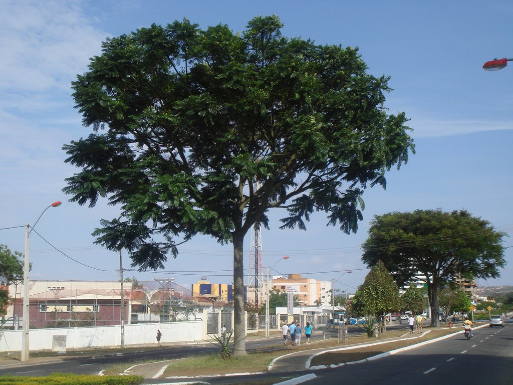 Av. Olívia Flores e árvores., Виториа-да-Конкиста