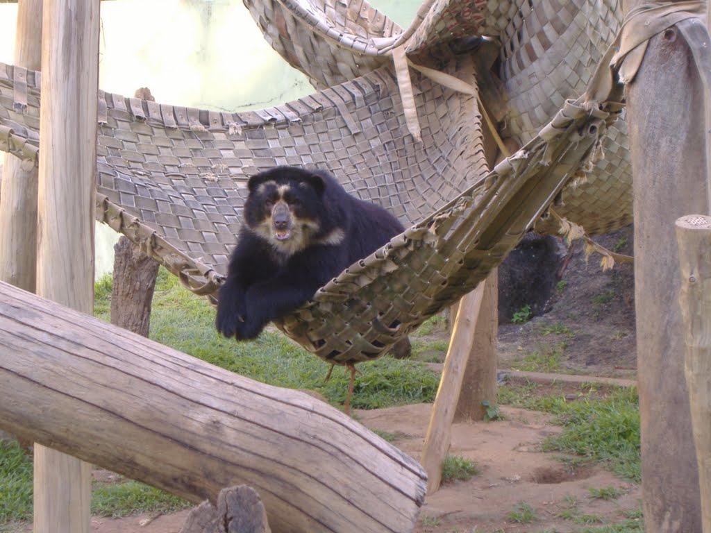 urso zoologico Ondina-Salvador, Витория