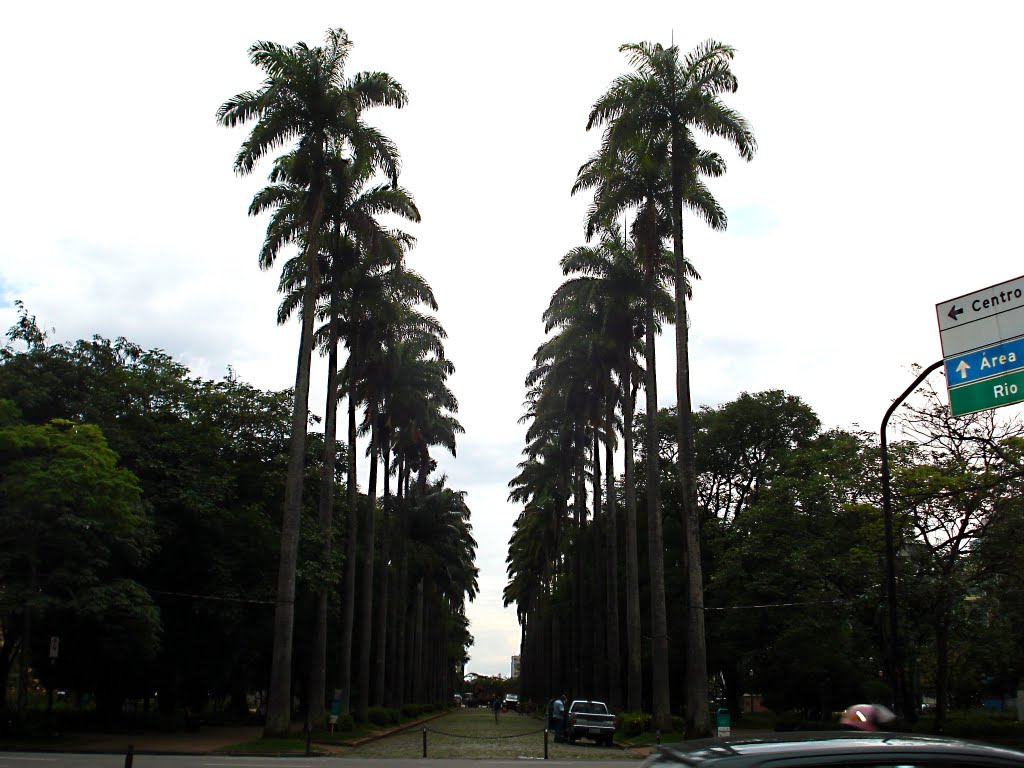 The palms of Liberdade Square, Белу-Оризонти