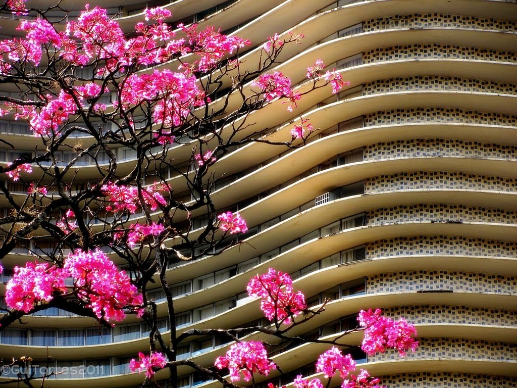 Фото Curvas de Niemeyer в городе Белу-Оризонти