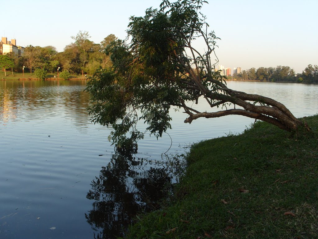 Árvore caida no lago, Лондрина