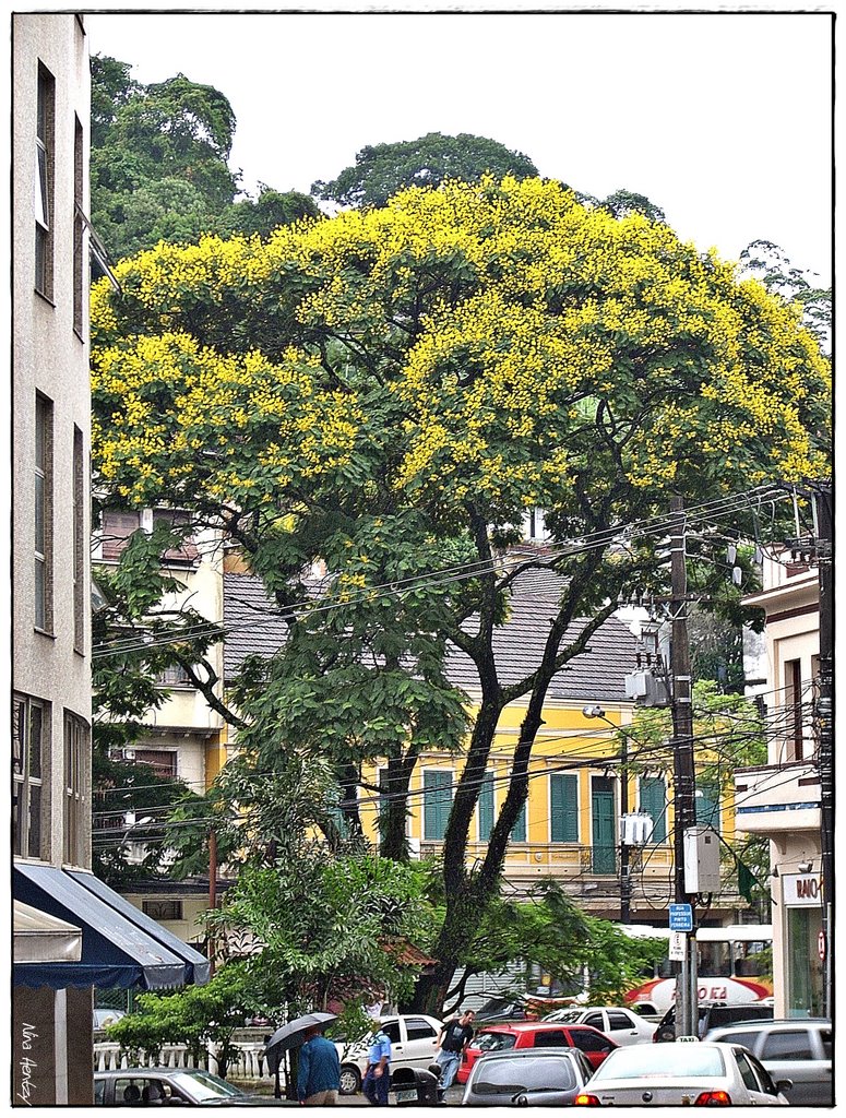 Árvore à beira do Rio Quitandinha, Петрополис